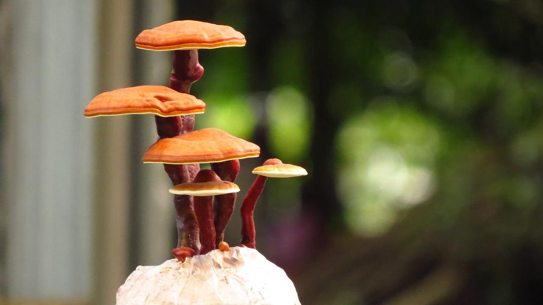 5 Reishi Mushroom Benefits for Women (According to Medical Research)